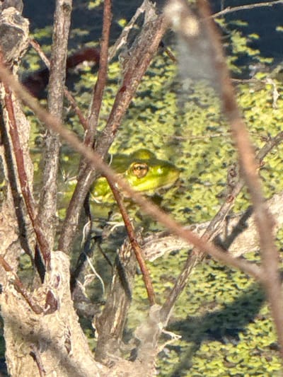 The image shows a green frog with prominent eyes peeking out from behind branches in a body of water covered with green aquatic vegetation. The frog is partially submerged, with its head and upper body visible. The surrounding environment is a natural setting with dry branches and foliage. The location is specified as Большие Шады, Russia, which is likely a rural area or a natural reserve given the depicted environment. There are no people or human-made structures clearly visible in the image.