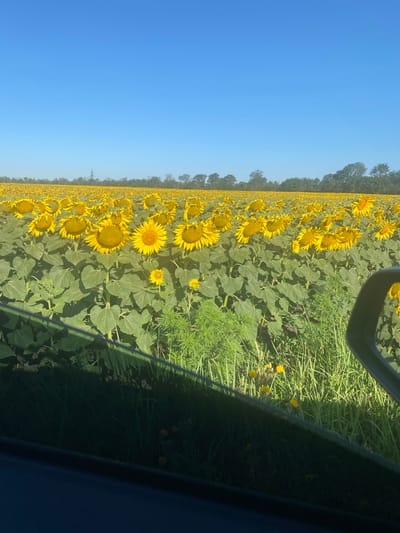 The image depicts a vast field of sunflowers under a clear blue sky. The sunflowers are in full bloom, with their bright yellow petals facing the sun. The field stretches out towards a distant treeline, with a few scattered power lines visible in the far distance. The foreground of the image is partially obscured by a dark, reflective surface, possibly a car window, which shows a distorted reflection of the sunflowers and the surrounding greenery. The overall scene is one of natural beauty and rural expanse, with the sunlit field of sunflowers dominating the landscape. The location is identified as Novooleksandrivs'ke, Ukraine.