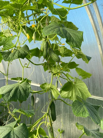 The image shows a close-up view of cucumber plants growing in a greenhouse. The plants are lush and green, with large leaves and developing cucumbers. Several yellow flowers are visible, as well as tendrils curling around the stems. The background consists of the translucent material of the greenhouse, with vertical supports visible on the right. The lighting suggests it is daytime, likely in a temperate climate. There are no people or animals visible in the image. The scene is consistent with a garden or agricultural setting. This image is not specifically located in Aginskoye, Russia, but depicts a common greenhouse environment.