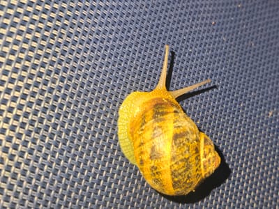 The image is a close-up shot of a snail on a blue, textured surface, possibly a woven mat or fabric. The snail's shell has a spiral pattern of yellow and dark brown stripes. Its head is extended, with two tentacles visible. The lighting casts a shadow to the right of the snail. There is no indication of the location being Campochiaro, Italy, or any other specific geographical location. The scene is devoid of people or any human activity.