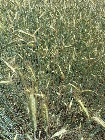 The image shows a close-up view of a field of rye. The rye stalks are tall and green, with some stalks beginning to turn yellow, indicating that the grain is ripening. The heads of the rye are long and spiky, with a few strands of the awns (the bristle-like structures extending from the grain) visible. The field appears dense, with the stalks closely packed together. The ground beneath the rye is not clearly visible, but appears to be dry soil with some small pebbles. The lighting suggests it is daytime, likely late morning or early afternoon, with sunlight casting shadows among the stalks. There are no people or animals visible in the image. The overall impression is of a natural agricultural landscape, likely a rural area. This scene is consistent with a field in Zakrzewo-Kopijki, Poland, given that rye is a common crop grown in this region.