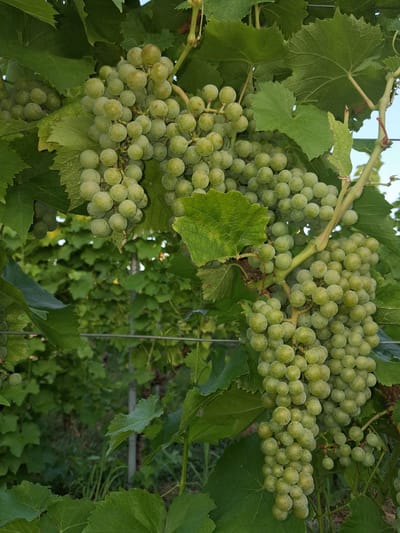 A close-up, vertical shot shows a cluster of green grapes hanging from a vine. The grapes are round and appear to be unripe, with a light green hue. They are arranged in bunches, some large and dense, others smaller and more sparse. The surrounding leaves of the grapevine are also green, with some appearing wilted or damaged. The background is blurred, showing more green foliage and what appears to be a vineyard setting. The lighting suggests it is daytime, possibly late afternoon due to the warm tones. There are no people or animals visible in the image. The location is Offenburg, Germany, likely within a vineyard given the subject matter.