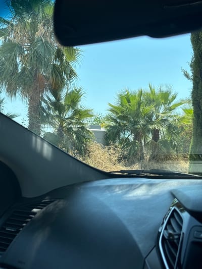 The image is a photograph taken from inside a car, looking out through the windshield. The perspective is unusual, as the image is oriented sideways, with the top of the frame appearing on the left and the bottom on the right. The scene outside is dominated by lush green palm trees against a clear blue sky, suggesting a sunny day. The palm trees are the primary subjects, with their fronds creating a dynamic, almost feathery texture. Some dry, brown vegetation is visible between the palm trees, adding a contrast in color and texture.
In the foreground, the interior of the car is visible, framing the outside view. On the left, a dark, opaque object, possibly a sun visor or part of the car's interior, takes up a significant portion of the frame. On the right, a dark, textured surface, likely the dashboard, is visible. A prominent car air vent with chrome detailing is clearly visible on the right side of the dashboard. The reflection of the palm trees and the sky can be seen on the car's interior surfaces, particularly on the windshield.
The overall impression is of a bright, tropical or subtropical environment, viewed from the comfort of a car. The time of day appears to be daytime, given the bright sunlight and clear sky. There are no people visible in the image. The location cues, such as the palm trees and the clear blue sky, combined with the provided location context of Parekklisia Community, Cyprus, reinforce the impression of a Mediterranean or similar climate. The image conveys a sense of travel or a scenic drive. No text is visible in the image.