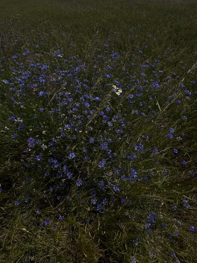 The image shows a dense field of tall, dark green grass interspersed with numerous small blue flowers, likely cornflowers. A few white flowers are also visible. The lighting suggests it is either early morning or late afternoon, casting long shadows and creating a somewhat muted, dark atmosphere. The scene is an outdoor natural environment, likely a meadow or uncultivated field. No people or animals are present in the frame. The perspective is a top-down view looking into the vegetation. Based on the location information, this scene is in Буркоўскі сельскі Савет, Belarus.