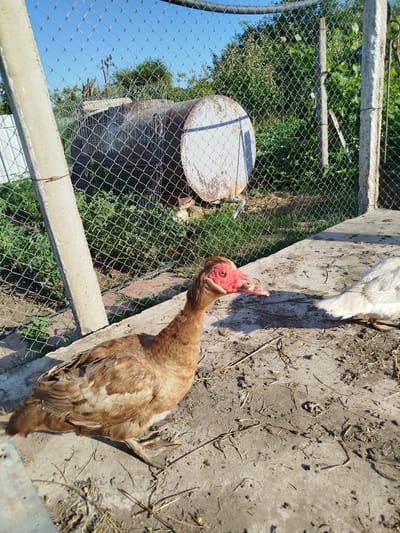 A brown duck with a bright red face and beak is the main subject in the foreground of this outdoor image, taken in Pănășești, Moldova. The duck is facing to the left, with its body angled slightly towards the viewer. Behind it, to the right, a white duck is partially visible, also facing away from the camera. The ducks are standing on a rough, concrete surface covered in dirt and dried plant matter.

The background is a fenced-in area with lush green vegetation. A large, weathered metal tank or barrel lies on its side behind the fence, with visible rust and peeling paint. Two concrete posts, one on the left and one on the right, support a wire mesh fence. Beyond the fence, trees and more greenery are visible under a clear blue sky. The lighting suggests it is daytime, with strong sunlight casting shadows. The scene appears to be a rural or backyard setting. There is no visible text in the image.