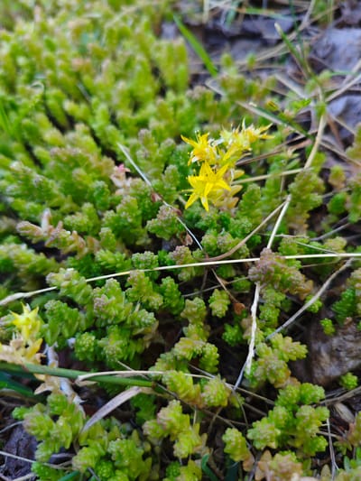 This is a close-up, eye-level shot of a ground cover plant with small, succulent leaves, likely Sedum. The plant is predominantly green with some areas showing reddish-brown tips on the leaves. Interspersed among the green foliage are several small, bright yellow star-shaped flowers. The plant appears to be growing in a natural outdoor setting, with dry leaves and blades of grass visible in the background, suggesting it might be autumn. The lighting is soft and diffused, indicating it could be overcast or late afternoon. The overall impression is one of natural growth and subtle beauty in a rustic environment. The context provided places this scene in the Krasnadvorski rural council of Belarus. No people, text, or specific events are depicted.