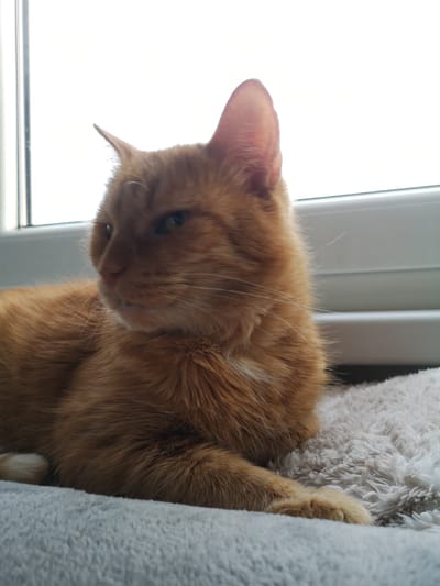 A close-up, eye-level shot features an orange tabby cat resting on a plush, light-colored (gray or off-white) fluffy blanket or bed. The cat occupies the lower-right and central portion of the frame, lying down with its head turned to its left, looking away from the camera. Its right eye, which appears green, is visible, along with its prominent whiskers and one upright ear. A patch of white fur is visible on the cat's chest, complementing its dominant ginger coat.
The background is dominated by an intensely bright, overexposed window, suggesting it is daytime. The strong backlighting creates a high-contrast scene, with the details outside the window completely blown out. A portion of a white or light-colored window frame is visible horizontally across the right side of the background, and a vertical window division can be seen on the far left. The setting is indoors, with the cat appearing relaxed and calm. No activity beyond resting and observing is apparent. There is no visible text in the image. The location context provided is Pardubice, Czechia, suggesting a domestic interior in this city.
