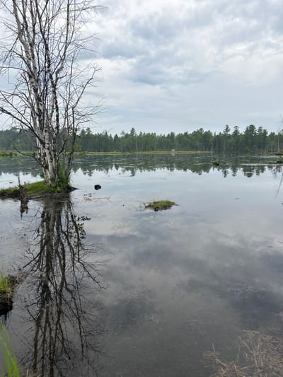 The image depicts a serene natural landscape, likely a lake or swamp, with a treeline on the horizon. In the foreground, a leafless birch tree stands prominently on a small patch of land, its reflection visible in the calm water. The water is slightly murky, with some debris and vegetation visible beneath the surface. The sky is overcast with a soft, diffused light. The environment appears remote and undeveloped, suggesting a rural or wilderness setting. No people or structures are visible in the image. The location of Tolbazikha, Russia, is not explicitly indicated by any visual cues in the photograph.