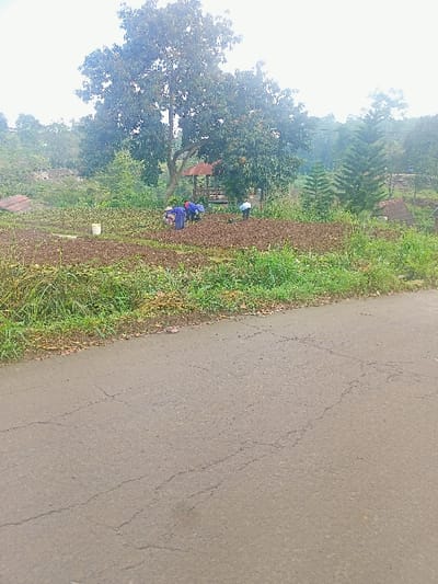 The image displays a rural landscape in Kecamatan Pangalengan, Indonesia, featuring agricultural activity alongside a road. In the foreground, a gray asphalt road with numerous fine cracks spans across the lower half of the frame, bordered by green and brown foliage to its left.
In the mid-ground, a cultivated field of dark brown soil is visible, where four individuals are actively engaged in work. Three people, dressed in blue tops and light-colored lower garments, are bent over, appearing to plant or tend to crops. A fourth person, in lighter attire, is also working in the field further to the right. A white bucket is placed on the ground in the field.
Behind the field, a large, mature tree with a dense canopy of green leaves dominates the scene. Beneath this tree, a small, open-sided gazebo or shelter with a reddish-brown roof offers respite. The background reveals rolling hills covered in lush green vegetation, with additional trees and faint structures further in the distance, including some taller, conical evergreens on the right side.
The lighting suggests a soft, diffused daylight, indicative of an overcast sky or possibly early morning or late afternoon. No specific emotions are discernible from the individuals, and no text is visible within the image. The scene conveys a sense of quiet rural life and ongoing agricultural labor in a verdant setting.