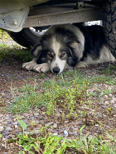A medium-shot, eye-level, outdoor photograph captures a large, fluffy dog resting in the shade beneath a vehicle. The dog, which appears to be a mix of black and white fur, is lying down with its head resting on its front paws. Its eyes are partially closed, and it appears to be sleeping or relaxed. The dog is positioned on a ground covered in gravel and sparse green vegetation. Underneath the vehicle, the underside of the chassis and a tire are visible. The context of Kraskino, Russia, is not discernible from the visual elements of the image.