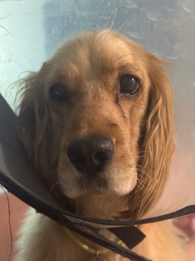 The image is a close-up, head-on shot of a golden-colored dog wearing a clear Elizabethan collar. The dog's head is centered in the frame, with its eyes looking directly at the camera. The dog has floppy ears and a dark nose. The background is out of focus, with a light blue and white striped pattern. The image is well-lit, with the light source seemingly coming from above and slightly to the front. There is no indication of the city of Kuyuki, Russia, or any other specific location.