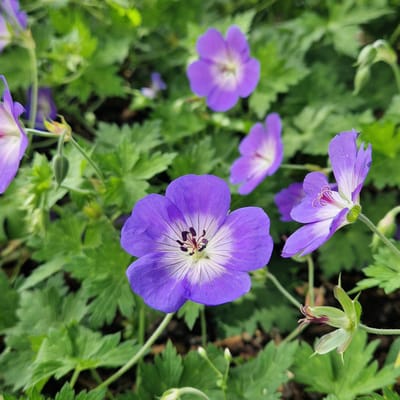 The image is a close-up, high-angle shot of several purple geranium flowers in a garden setting. The flowers are in various stages of bloom, with some fully open and others still budding. The foreground features a large, vibrant purple geranium with delicate white veins radiating from its center. The stamens are dark purple and tipped with small, dark anthers. Behind this prominent flower, other geraniums of similar color and shape are visible, some in softer focus, creating a sense of depth. Green leaves and stems form a lush backdrop. The lighting appears natural, suggesting it was taken outdoors during daylight hours. There are no people or human-made structures visible in the image. The scene depicts a natural, botanical environment. This scene is likely located in a garden within the city of Überlingen, Germany, given the context provided.