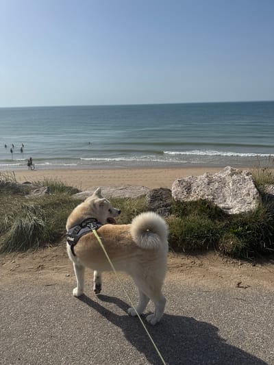 A Japanese Akita dog, wearing a black harness with a yellow leash, stands on a paved path facing away from the camera. The dog is looking out towards the sea under a clear blue sky. The background shows a sandy beach with a few people wading in the shallow water and further out in the sea. The environment includes dunes with grass and some large rocks. The image appears to have been taken in Wissant, France, a location known for its beaches and dunes.