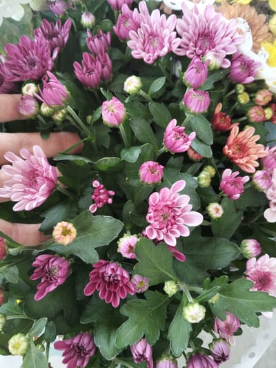 This media file is a close-up, overhead shot of a bouquet of chrysanthemums. The flowers are predominantly in shades of pink and purple, with some peach and orange hues also visible. Many of the flowers are in bud form, while others are fully bloomed with delicate, layered petals. The leaves are a deep green, providing a rich contrast to the vibrant colors of the blooms. A human hand is visible in the lower left corner of the frame, gently touching one of the flowers, suggesting an interaction with the bouquet. The lighting appears to be natural, possibly indicating an indoor setting given the clarity and lack of harsh shadows. There is no visible text in the image. The overall impression is one of natural beauty and the delicate details of blooming flowers. The location context provided is Congaz, Moldova.