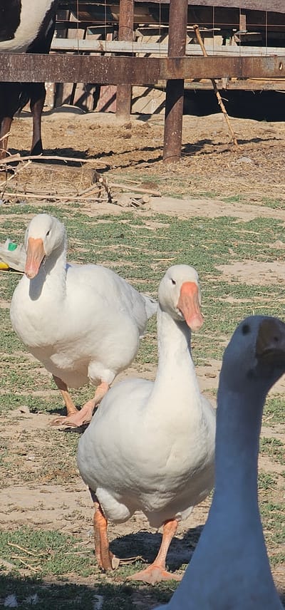 The image depicts three domestic geese in an outdoor, rural setting. Two white geese are in the foreground, with one facing left and the other facing forward. A third goose, partially obscured and darker in color, is positioned to the right of the white geese and is also facing forward. The geese are standing on dry, dusty ground with sparse patches of green grass. In the background, there is a rustic, weathered wooden fence structure with metal supports. The overall environment suggests a farm or an animal enclosure. The image does not contain any information or context linking it to the city of Ленинабад, Uzbekistan.