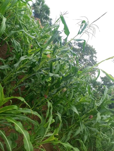 This is a full, eye-level shot of a cornfield in Baltap, Nigeria. The corn stalks are tall and green, with long, slender leaves. Some of the stalks have tassels at the top, indicating they are in the flowering stage. The ground is covered in soil, with some small green plants growing among the corn stalks. In the background, there are trees and a palm tree. The sky is overcast. The image appears to be taken during the day.