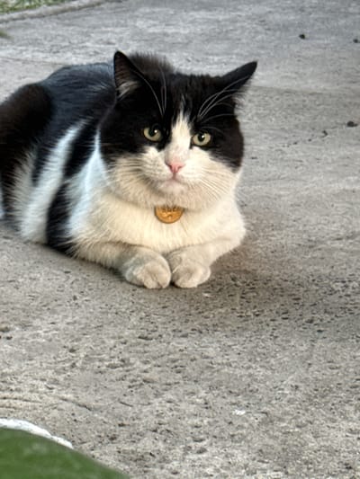 A black and white cat is lying on a concrete surface in Piatykhatky, Ukraine. The cat is looking directly at the camera with green eyes and has a pink nose. It is wearing a small, round, golden tag on a collar around its neck. The concrete surface appears rough and textured, with some small pebbles or debris visible. The lighting suggests it is daytime. To the right of the cat, a blurred green object, possibly a plant or leaf, is partially visible. The overall scene is simple and focuses on the cat against a neutral background.