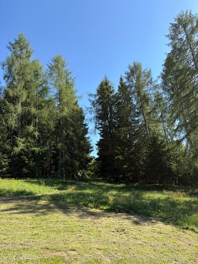 This is a vertical, eye-level, full shot of a sun-drenched meadow in front of a dense forest, under a clear blue sky. The meadow is divided into two distinct sections: the foreground is covered in short, neatly cut grass with visible stubble and patches of dried grass, suggesting recent mowing. The middle ground transitions to taller, wilder grass, interspersed with shadows cast by the trees. The background is dominated by a thick line of tall, dark green coniferous trees, their branches reaching towards the sky. The sun is high in the sky, creating a bright, clear illumination with distinct shadows. The scene appears to be in a natural, undeveloped area, likely on the outskirts of Lateis / Latais, Italy, given the vegetation type and clear sky. No people or animals are visible in the frame.