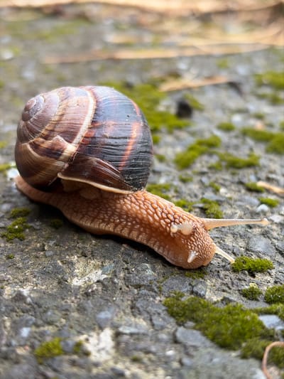 A close-up, low-angle shot captures a snail slowly crawling on a textured, moss-covered stone surface. The snail's shell is a dominant feature, showcasing spiral patterns in shades of brown and cream, with darker bands adding depth. Its body is a pale, translucent brown, textured with small bumps, and it extends a slender foot, leaving a trail of mucus. The snail's head is visible, with two delicate tentacles extended forward. Patches of vibrant green moss cling to the gray stone, adding a contrasting element to the scene. The lighting suggests it is daytime, with the sun highlighting the textures of the stone and the snail. The background is blurred, indicating a shallow depth of field, and hints at a natural outdoor setting, possibly in a garden or forest. The overall mood is one of quiet observation and appreciation for the small details of nature.