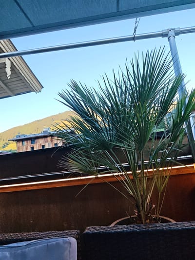 The image captures a view from an outdoor seating area, likely a patio or balcony, looking towards a mountainous landscape. A prominent palm plant, in a white pot, dominates the foreground. Behind the plant, a dark textured wall is visible, illuminated by a strip of warm LED lighting. In the mid-ground, a wooden building with dark-tiled roofs is nestled on a verdant, sunlit hillside. The background features rolling green mountains under a clear blue sky. Above, a metallic structure, possibly part of an awning or canopy, extends across the frame, with a grey fabric overhead. The scene appears to be set in Wiesenegg, Austria, suggested by the architecture and mountainous terrain typical of the region. No people are present in the image.