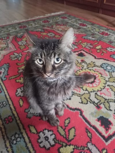 A fluffy, grey tabby cat with striking green eyes is sitting on a vibrantly colored rug with a red base and intricate floral patterns in yellow, green, and blue. The cat is facing the camera, with its head tilted slightly. Its left paw is raised, with its claws slightly extended, as if reaching out. The rug appears to be in a room with wooden flooring visible at the top of the image, suggesting an indoor setting. The cat's fur is long and appears soft, with distinct tabby markings on its face and body. The overall impression is of a curious and alert feline. The location specified as Багушэўскі сельскі Савет, Belarus, indicates a rural or semi-rural administrative region.
