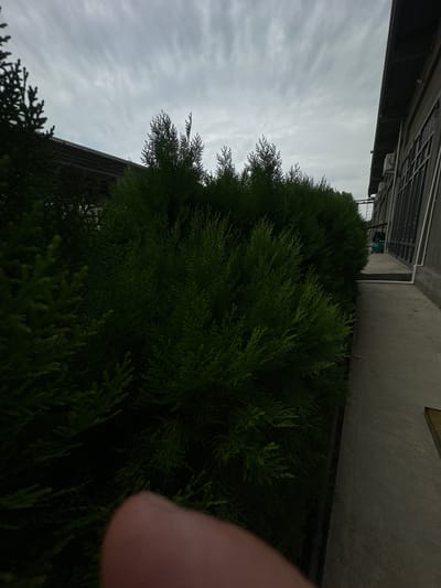 In Jaukashty, Uzbekistan, on an overcast day, a thick hedge of dense, dark green cypress trees lines a concrete pathway. To the right of the pathway, a gray, modern building is visible, featuring a dark-framed window structure and outdoor air conditioning units mounted on its exterior wall. A metal ladder is attached to the building's side. On the left of the image, the upper portion of a larger, darker evergreen tree is present. The foreground of the image is partially obscured by a blurred, pinkish-toned object, appearing to be a human finger.