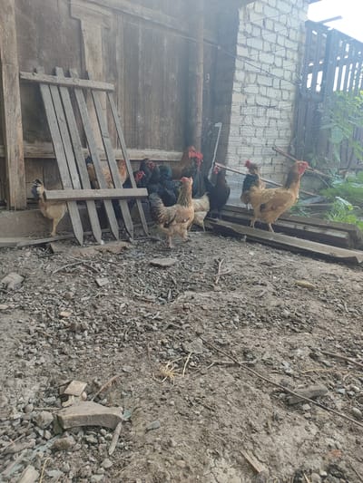 In an outdoor enclosure, likely a farmyard, several chickens are present amidst debris and wooden structures. The ground is covered with dirt, small stones, and twigs. A weathered wooden fence and a dilapidated wooden wall form part of the enclosure's background. In the foreground, various chickens, including roosters and hens, are visible, some standing, others pecking at the ground. One chicken in the center is facing left, with its head tilted. Another chicken, a light brown hen, stands prominently on the right side of the frame, looking towards the right. The overall impression is one of a rustic, somewhat unkempt chicken coop. The location is stated to be the city of Chuy, Kyrgyzstan.