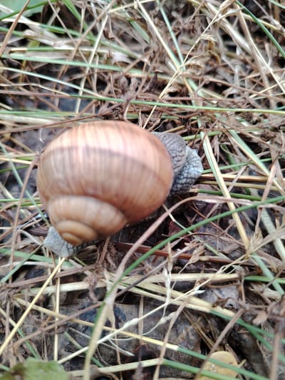 A Roman snail, Helix pomatia, is captured in close-up, nestled among dry grass and sparse green blades. The snail's light brown, spiraled shell occupies the left and central portion of the frame, its surface exhibiting subtle striations. Emerging from the shell, the snail's head and mantle are visible. The head is a textured gray, with faint reticulations, and appears to be partially extended. The background consists of a dense layer of dried vegetation and dark soil, with some green grass stalks weaving through. The lighting suggests an outdoor environment, possibly during daylight hours, with soft shadows indicating natural illumination. The image was taken in Balyko-Shchuchynka, Ukraine.