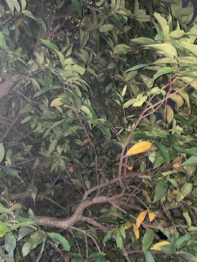 The image depicts a close-up view of a tree branch laden with green leaves and small white flowers. Some leaves have turned yellow, indicating a possible change of season. The branches are a reddish-brown color. The scene is dimly lit, suggesting it was taken at night or in a shaded area. The background is obscured by the dense foliage of the tree. No people or animals are visible in the frame. The image does not contain any specific landmarks or elements that would allow for a precise location within Banjarmasin, Indonesia, to be identified. The environment appears to be natural, likely a park, garden, or roadside tree.