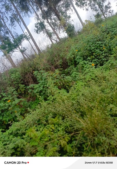 The image depicts a natural, outdoor scene on a hillside with abundant vegetation. Tall, slender trees with sparse foliage dominate the upper left portion of the image, reaching towards a sky with visible clouds. The hillside is covered in dense green foliage, including bushes and smaller plants. Scattered amongst the green are several small, bright yellow flowers, adding pops of color to the scene. The ground appears to be sloping upwards. The image metadata indicates it was captured with a "CAMON 20 Pro" at "24mm f/1.7 453s ISO50". There are no people or specific man-made structures visible in the image. The overall impression is a wild, overgrown natural environment.