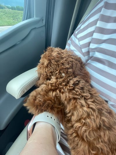 The image displays an interior view from a vehicle, featuring a small, reddish-brown, curly-haired dog resting on a person's lap or arm. The dog, likely a poodle or doodle, has dense, light auburn fur and is positioned with its head turned away from the camera, resting near a window. Its front paws are visible on a light-colored, cream-toned leatherette armrest.
A person's arm, wrist, and upper torso are partially visible. The arm, mostly covered by the dog, wears a light-colored smartwatch with a rose gold or copper-toned watch face and a perforated band. The person is dressed in a short-sleeved top featuring alternating horizontal stripes of white and light tan or pale pink.
The vehicle's interior consists of gray plastic panels. Through the window on the left side, an exterior scene is visible, depicting rolling green hills or fields under a bright sky. A road or shoulder can be seen in the lower part of the distant background. Reflections on the window glass show inverted text, possibly from a vehicle inspection or certification sticker, including characters such as "E4," suggesting European compliance.
While the location is specified as Tazha, Bulgaria, the visual content of the image does not provide any specific geographical landmarks or identifying features to independently confirm this precise location within the city of Tazha.