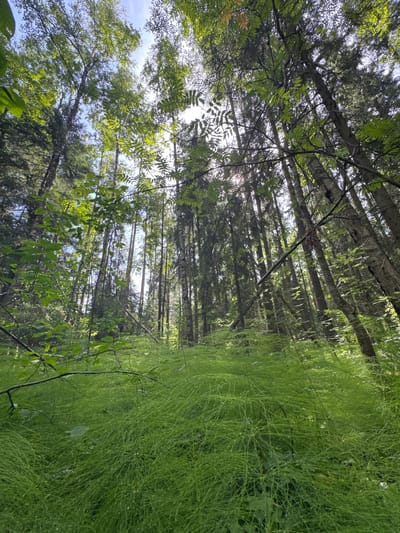 This is a low-angle shot of a sun-dappled forest floor in Zelonaya Dolina, Russia. The foreground is dominated by a dense carpet of bright green horsetail reeds, reaching up towards the viewer. Behind the horsetail, tall, slender trees with mottled bark, likely birch and pine, rise towards the sky. The canopy is a mix of lush green leaves and darker evergreen needles, allowing shafts of sunlight to filter through, creating a dappled lighting effect. The sky is visible in patches between the leaves, appearing pale blue. There are no people or animals visible in the scene. The environment is that of a natural, overgrown forest, with a focus on the vibrant green undergrowth and the tall trees.