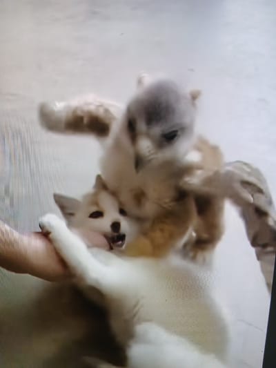 An extremely blurry, overhead, medium shot captures an unusual interaction between a young fox and a juvenile owl. The fox, primarily white with brown markings on its ears and face, appears to be lying on its back with its mouth open, possibly yelping or panting. Its front paws are extended upwards. Clutched onto the fox's chest and front legs is the owl. The owl, with downy grey and brown feathers and visible talons, has its wings spread wide, one of which is partially obscuring the fox's face. The scene is set on a light-colored, possibly concrete or tiled, surface. No specific location in Siheung-si, South Korea, can be determined from the image.