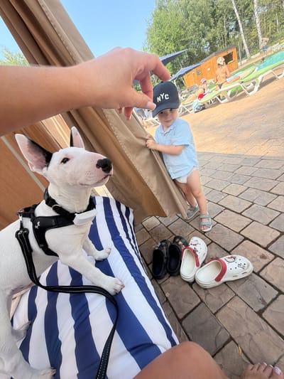 A white bull terrier with black markings is on a striped cushion with a leash. A person's hand is holding a black baseball cap with "NYC" in white letters over the head of a young child wearing a blue shirt and a diaper. The child is standing near a tan curtain and a pool area with lounge chairs and people in the background. The ground is paved with interlocking stones. The location is the city of Morozovo, Russia.