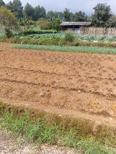 The image displays a multi-layered agricultural landscape, likely a farm situated in a rural, hilly region under daylight conditions.

In the foreground, a strip of vibrant green grass grows along a dirt and mossy bank, separating the cultivated areas from an unseen path or boundary. Directly beyond this, the closest section of the mid-ground features reddish-brown, freshly tilled soil with visible rows of tiny, light green sprouts, indicating recent planting activity. This area transitions into a long, neat band of dense, bright green, narrow-leaf crops, possibly onions or leeks.

Further back, the farm encompasses a larger section with broader-leaf green crops, resembling cabbage or broccoli, growing in neat rows. To the right, a field utilizes numerous tall bamboo poles as stakes, likely for supporting climbing plants such as beans. A rustic wooden structure with a dark, possibly corrugated iron roof, stands nestled among the trees in the upper mid-ground, serving as a shed or shelter.

The background is dominated by a dense line of various trees, including tall conifers and other broadleaf species, suggesting a forested or mountainous periphery. The sky appears overcast or hazy, contributing to diffused lighting. No individuals are present in the image, and there is no visible text. The scene captures the industrious and fertile nature of farming in what appears to be a peaceful, rural setting.