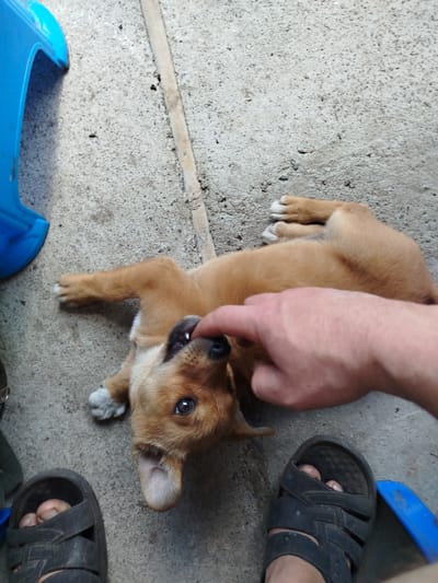 A brown puppy is lying on its back on a concrete surface. A person's hand is touching the puppy's snout. The puppy has its mouth open and is looking at the camera. There are two pairs of black sandals visible in the foreground. A blue object is partially visible in the upper left corner of the image. The concrete surface appears to be outdoors, possibly in a courtyard or alleyway. The scene is located in Oleksandriia, Ukraine.