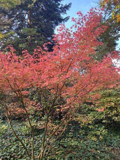 This image depicts an outdoor natural scene in Mulhouse, France. A prominent deciduous tree, identified by its multi-stemmed structure and dense canopy of vibrant red and orange five-lobed leaves, consistent with a Japanese maple in autumn, occupies the central and left-mid ground. Bare branches are visible through the foliage. In the upper background, dark green coniferous trees are positioned on the left, while other green and yellowish broadleaf trees are visible on the right. The upper sky is clear blue with a faint white contrail. The ground in the foreground and lower background is densely covered with dark green ivy and various other low-lying green shrubs. No individuals, animals, actions, interactions, or artificial objects are present.