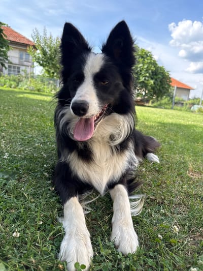A black and white border collie is lying on a green lawn in front of a residential building with a red tile roof under a blue sky with white clouds. The dog is looking towards the camera with its tongue hanging out. The grass is short and there are some white clover flowers scattered throughout. The background is blurred, but it appears to be a backyard with trees and another building. The scene is likely in Berkovitsa, Bulgaria, given the context provided.