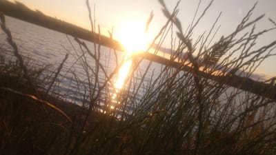 This is a low-angle, close-up, outdoor photograph of a lake during sunset. The foreground is dominated by blades of grass, casting shadows on the lake. The water reflects the bright, setting sun, creating a shimmering effect. In the background, a tree line is visible across the lake, silhouetted against the sky. The sky is a warm gradient of orange and yellow, indicating the time of day is sunset. The overall mood of the image is peaceful and serene. There is no visible text in the image.