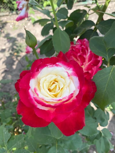 A close-up, eye-level, outdoor, vertical, natural light photograph shows a bi-colored rose in full bloom. The rose has deep red outer petals that transition to white in the center, with a distinct pink edge on the white petals. The center of the rose is a creamy yellow. The rose is surrounded by green foliage and branches. In the background, a rose bud is visible, along with another partially bloomed red and white rose. The ground in the background is out of focus and appears to be dirt with some shadows. The scene is likely from a garden or park.