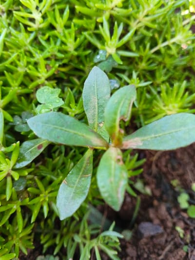 A cluster of small, succulent-like green plants with star-shaped leaves covers the ground. Amidst this greenery, a single plant with larger, elongated leaves stands out. The leaves are arranged in a star-like pattern. Some leaves have brownish blemishes, and one shows a small hole, possibly from insect damage. The soil is visible around the base of the plant.