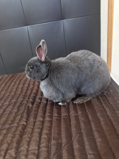 A medium-sized, gray rabbit is sitting on a brown, quilted surface. The rabbit is facing left, with its ears perked up and its eyes open. The background is a dark gray, padded surface with horizontal lines. To the right of the gray surface, there is a thin, vertical wooden post. The image is taken from a slightly elevated angle. The location of Lloret De Mar, Spain is not depicted in this image.