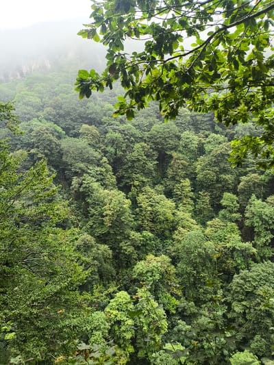 The image depicts a dense, verdant forest covering a mountainside. In the foreground, branches of oak trees with green leaves hang down, partially obscuring the view of the forest below. The trees are a mix of different shades of green, with some appearing darker and others lighter, suggesting a variety of tree species and possibly varying light conditions.

In the background, the forest extends into the distance, where it meets a misty, overcast sky. The mist creates a hazy effect, softening the details of the distant landscape and giving it a slightly ethereal quality. The mountainside appears steep, with the trees clinging to its slopes.

The scene is entirely natural, with no signs of human presence or artificial structures. The overall impression is one of lush, untouched nature, possibly indicating a remote or protected area. The location is identified as being in the city of Satsiskvilo, Georgia.