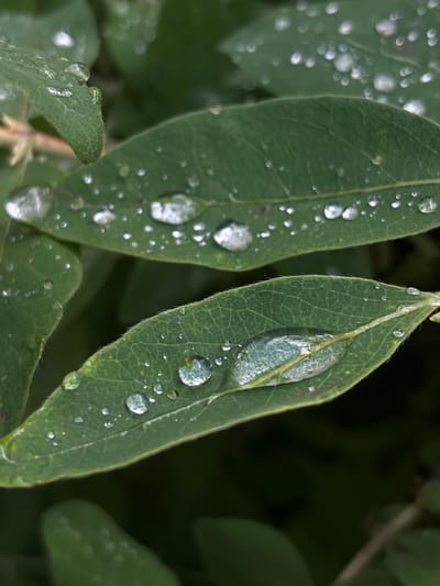 The image displays a close-up view of green leaves covered in water droplets. The leaves appear to be on a bush or tree, with a dark, out-of-focus background suggesting a natural environment. The water droplets are of various sizes, some reflecting light and appearing as tiny spheres, while larger ones form elongated shapes on the surface of the leaves. The texture of the leaves, including veins and fine hairs along the edges, is visible due to the magnification. The lighting suggests an overcast day or shade, as there are no harsh shadows. The image is not specific to Pamyati 13 Bortsov, Russia, as it lacks any identifiable landmarks or contextual elements that would place it in that specific location. The scene is purely botanical and focuses on the details of the leaves and the water.