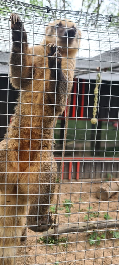 The image shows a bear in a cage. The bear is brown and black with large claws. The cage is made of wire mesh. The background is blurred but appears to be a wooded area with a structure with red bars. The location is Ķekava, Latvia.