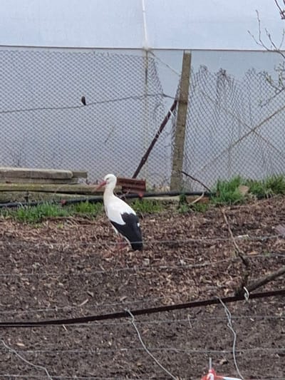 The image shows a white stork in what appears to be a garden or field adjacent to a fenced area. The stork has a white body and head with black wing feathers. Its beak is long and red. The ground around the stork is covered in mulch. A fence, covered in grey netting, is visible behind the stork. The location is Mechkarevo, Bulgaria.