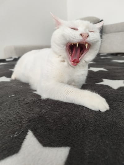 A white cat is captured in a wide yawn, lying on a dark blanket with a white star pattern. The cat's eyes are closed, its mouth is open, revealing sharp teeth and a pink tongue and mouth. The cat's front right paw is extended forward. The background is a plain, lightly colored wall. There is no indication of the location within the city of Kerpen, Germany.
