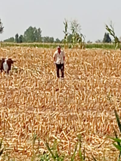 A man in a white shirt and dark pants stands in a harvested field of what appears to be dried corn stalks. To the left of the man, a black and white cow is visible. The field stretches towards the horizon, where trees and a clear sky are visible. The image is slightly blurry, making it difficult to discern finer details. The overall scene depicts a rural agricultural setting.