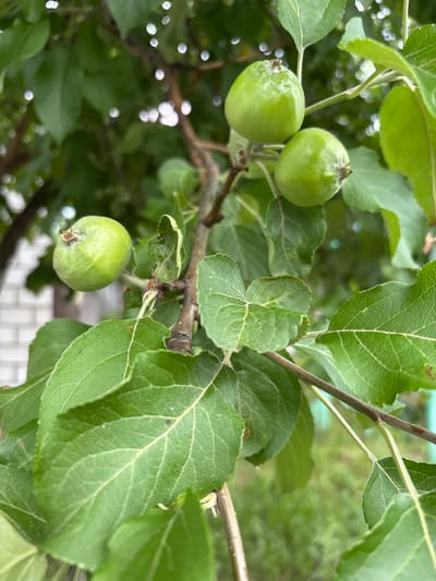 The image shows several small, green, immature apples on a tree branch, surrounded by green leaves. The background is blurred, showing foliage and what appears to be a brick structure and a green fence, suggesting an outdoor, possibly domestic, setting. The lighting is natural and diffused, indicating an overcast day or shaded area. The focus is on the fruit and leaves, with the branch providing structure. The setting is implied to be in Новый Кинер, Russia.
