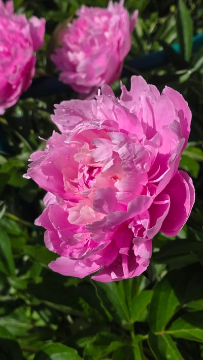 A close-up, eye-level shot captures a vibrant pink peony in bloom, bathed in sunlight. The flower's many ruffled petals, ranging from a deep fuchsia in the center to a lighter pink on the outer edges, are slightly dewy, with tiny water droplets visible on some petals. The peony is the primary subject, positioned in the foreground and slightly off-center to the right. Behind it, out of focus, are other pink peonies and lush green foliage. The background is dark and indistinct, suggesting the plants are in a garden or natural setting. The overall impression is one of natural beauty and delicate floral detail. The scene is consistent with a garden located in the village of Rassudovo, Russia, during the peony blooming season. There are no people or discernible human activity in the image.